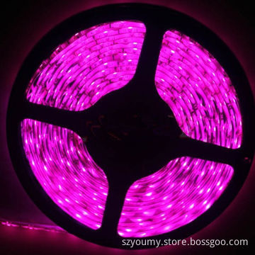 SMD 5050 Pink Color IP65 60 LEDs/m Flexible Light Strip for Party Decoration, ODM and OEM Welcomed